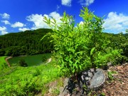 クヌギ林とため池（国東市松ヶ迫）