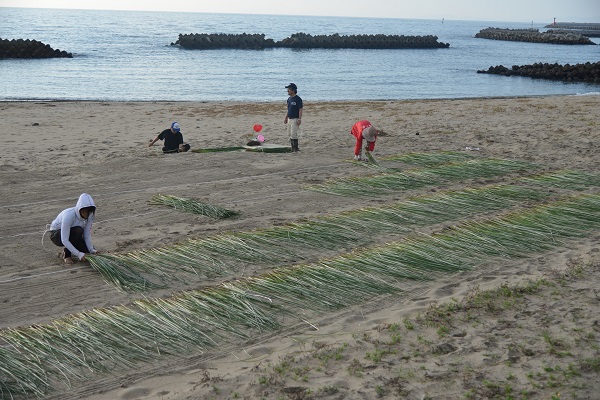 浜辺の七島イ