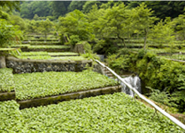 能登の里山里海