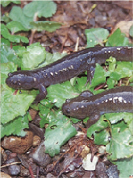 Oitasanshouuo Japanese Giant Salamander