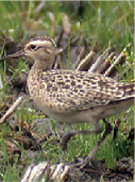 Little Curlew