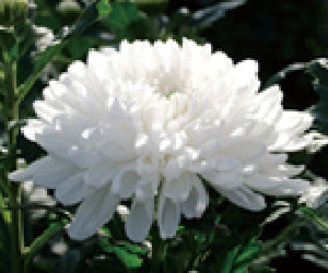 Wheel chrysanthemum