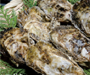 Japanese oyster