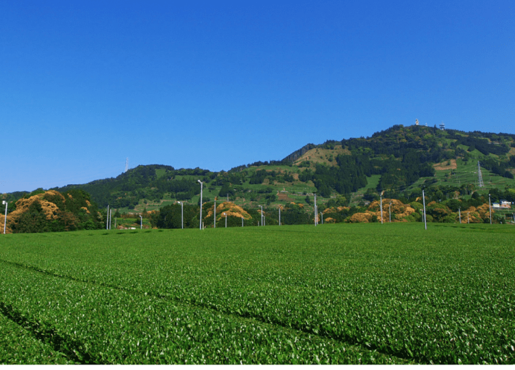 静岡の茶草場農法