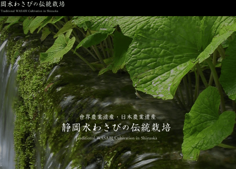 静岡水わさびの伝統栽培－発祥の地が伝える人とわさびの歴史－