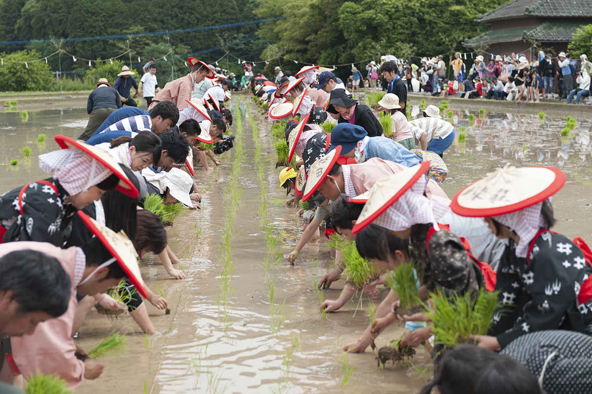 荘園の里 田植体験・収穫体験