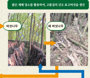 밝은 재배 장소를 활용하여, 고품질의 건조 표고버섯을 생산