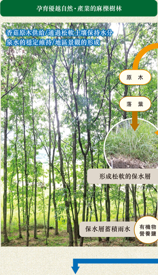 孕育優越自然•產業的麻櫟樹林