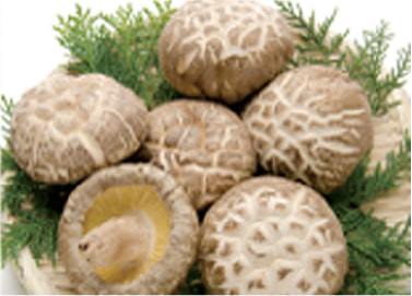 香菇（こうこ）