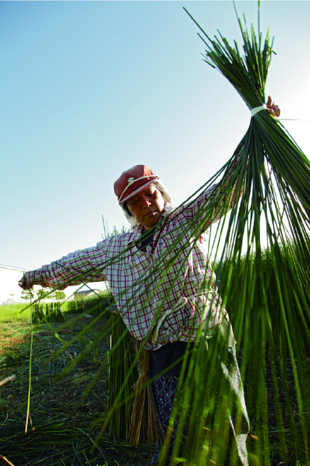 国内唯一のシチトウイ産地