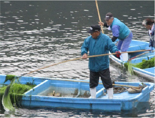 青ノリ鉤で青ノリを引き上げるところ